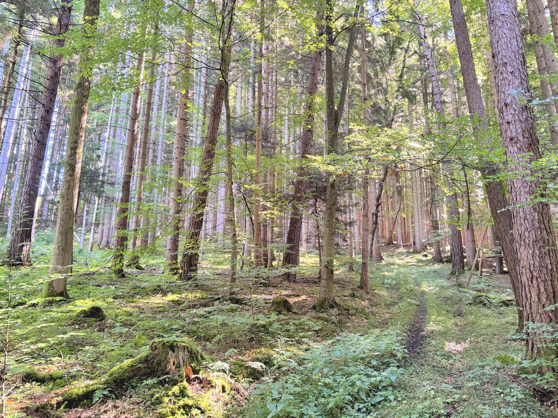Waldweg durch den standortgerechten Mischwald