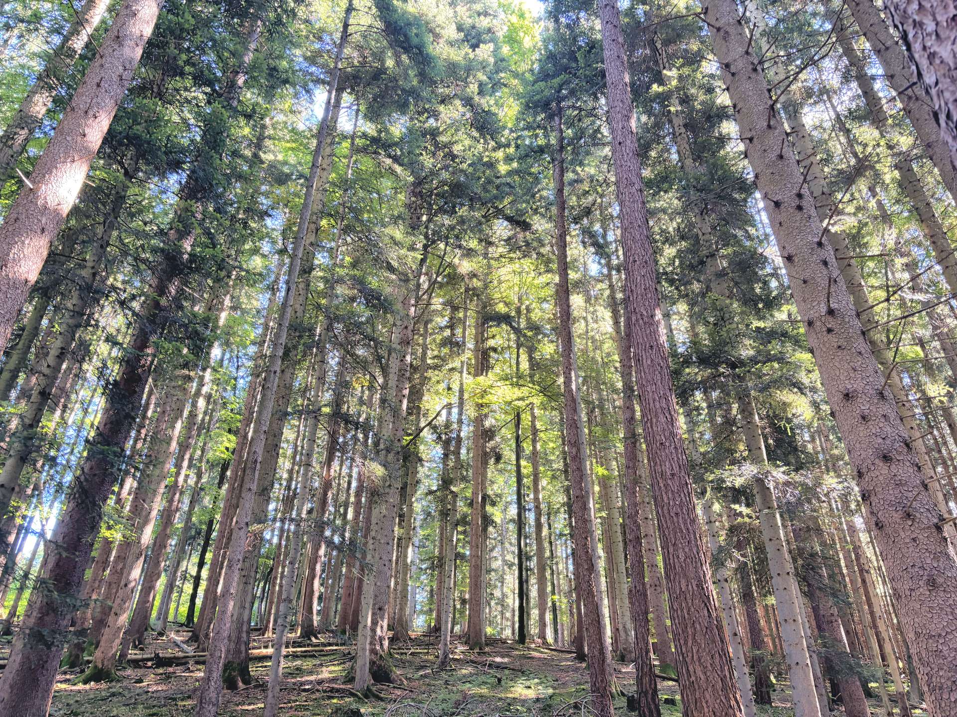 Blick in den hochgewachsenen Mischwald