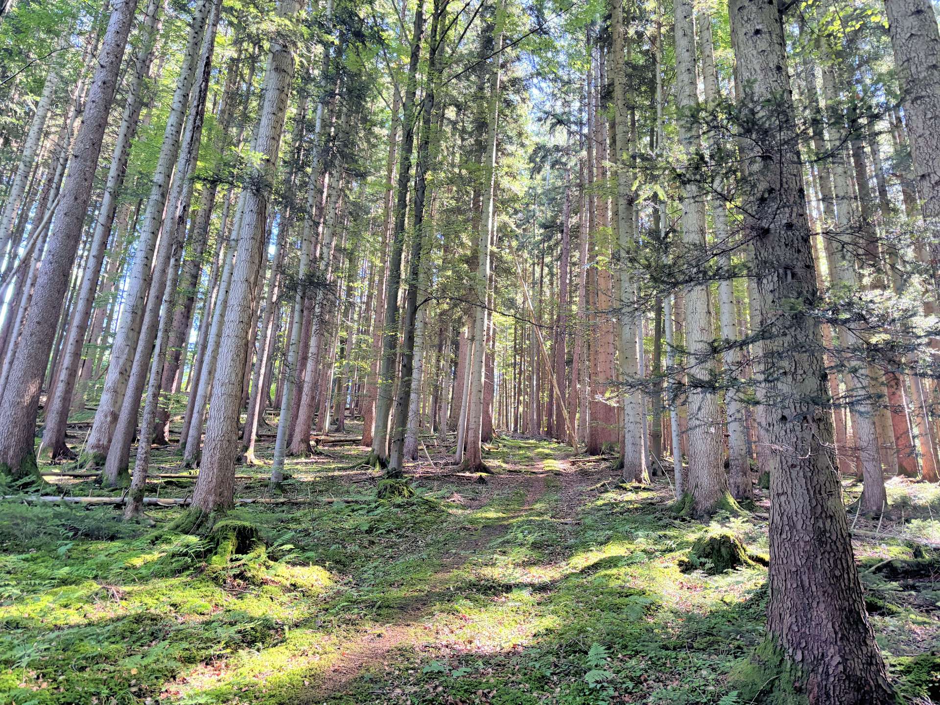 Wald mit Forstweg